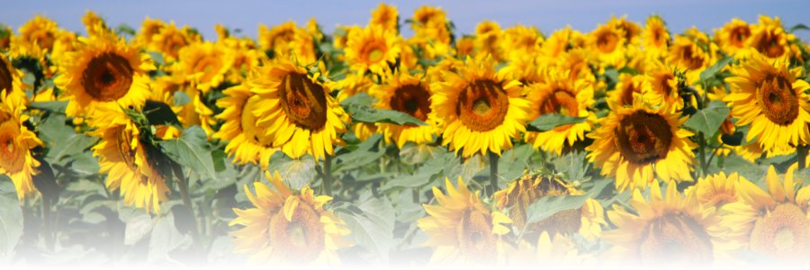 Comppil - floarea soarelui